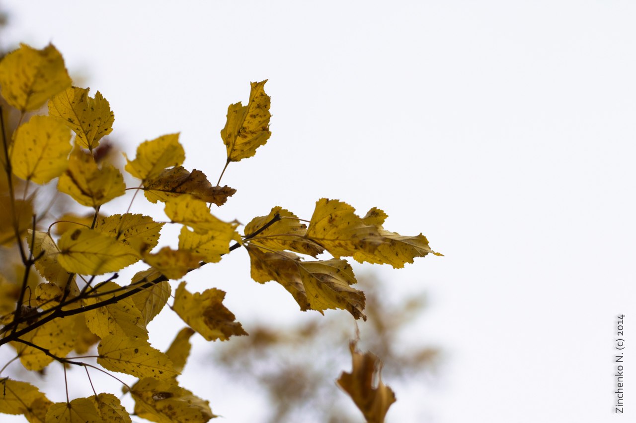 Скачать mp3 бесплатно колибри желтый лист осенний